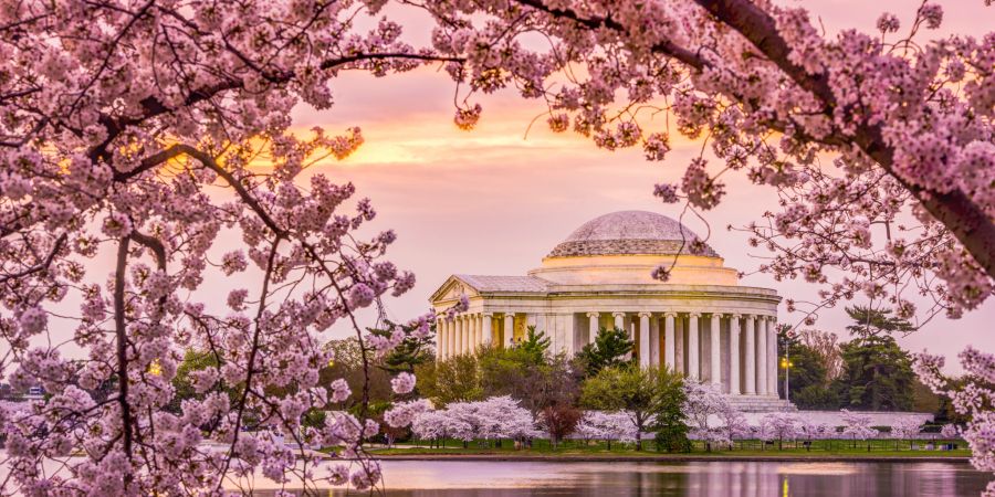 washington dc, rosa blüten, rosa, wasser