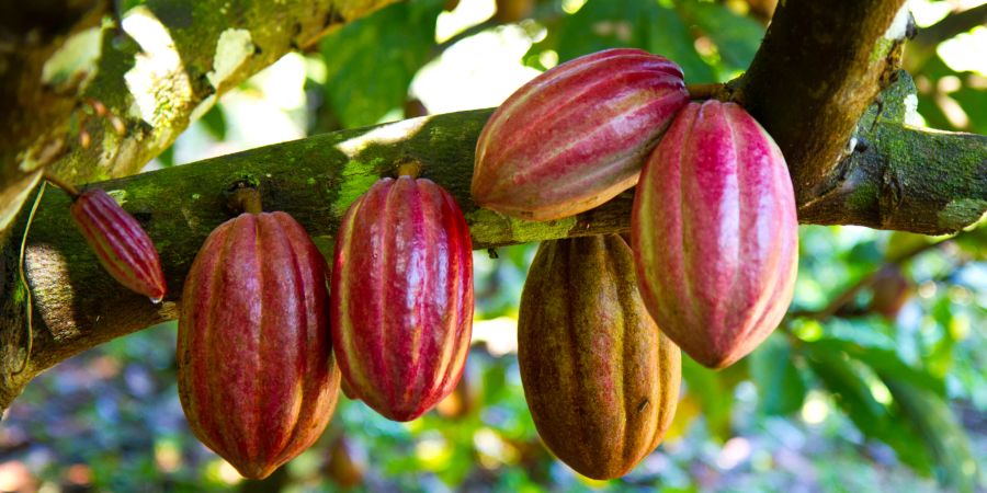 So sieht Kakao in seiner Ursprungsform aus.