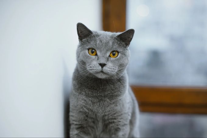 Ihre Augen sind gross und rund und zeichnen sich oft durch intensive Gold- oder Kupfertöne aus. Britisch Kurzhaar, Katze, Rassekatze