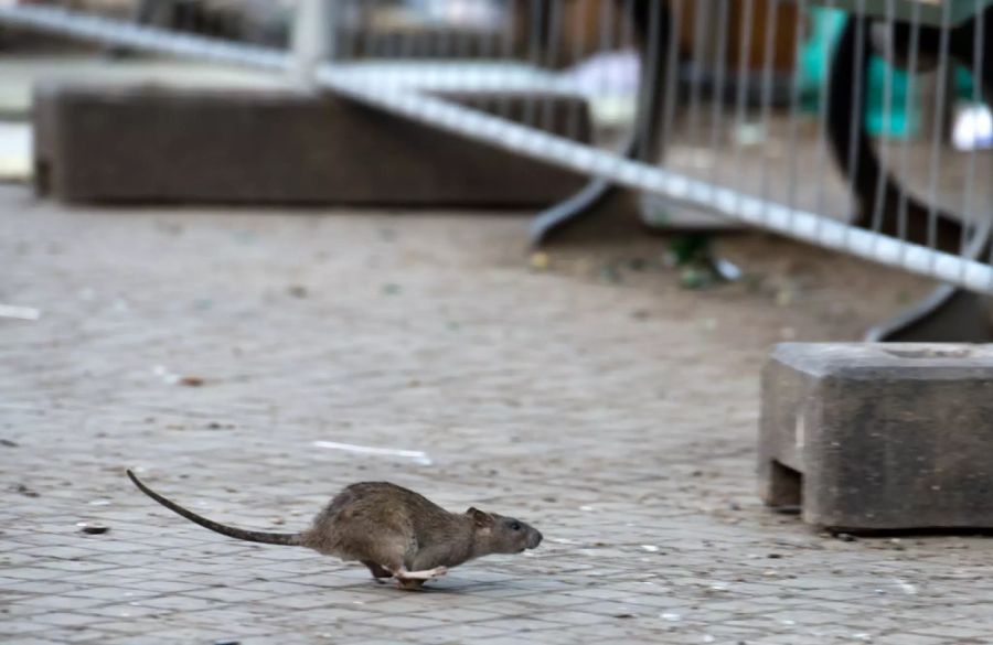 ratten coronavirus