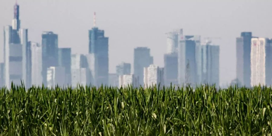 Maisfeld vor der Skyline von Frankfurt am Main