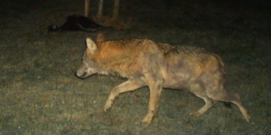 Eine montierte Fotofalle vor dem Hof lichtete am Sonntagmorgen um 7 Uhr einen ausgewachsenen Wolf ab.