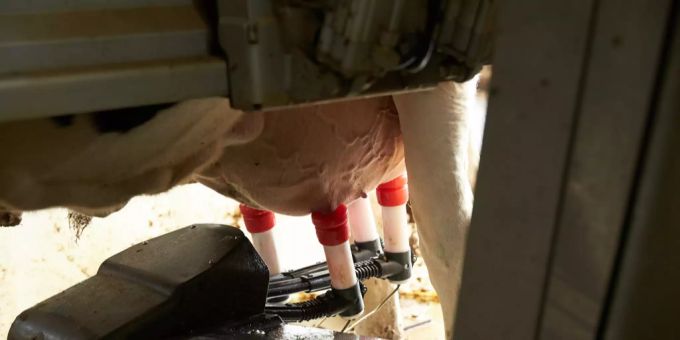 In der Schweiz war 2019 die Milchproduktion so tief wie seit zwölf Jahren nicht mehr. milchproduktion