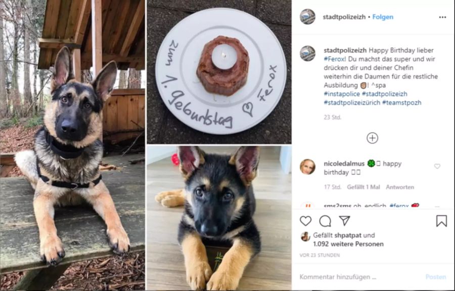 Zürcher Polizeihund Ferox