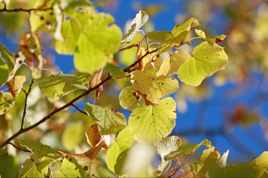 herbst Sonne Wetter