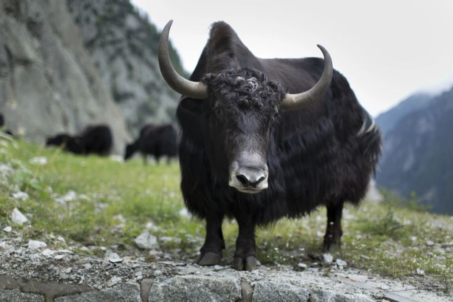 Bei den Yaks wiederum kommen Sprinkleranlagen zum Einsatz.