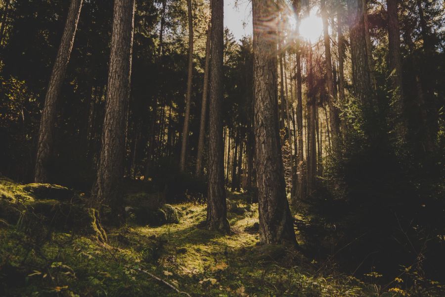 Diese verteilten sie anschliessend im Wald, rund 60 Kilometer von der serbischen Kleinstadt entfernt. (Symbolbild)