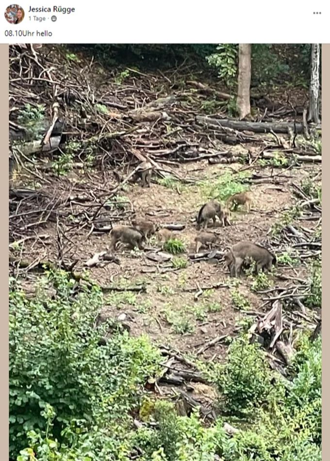 Wildschwein