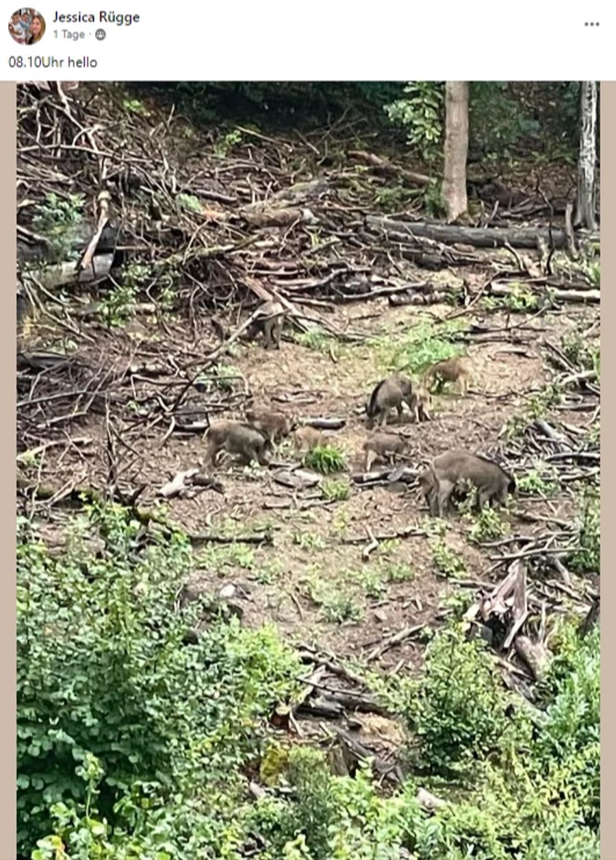 Sie könnten verantwortlich für das Buddel-Werk sein: Ein Foto zeigt Wildschweine im Baselbiet.