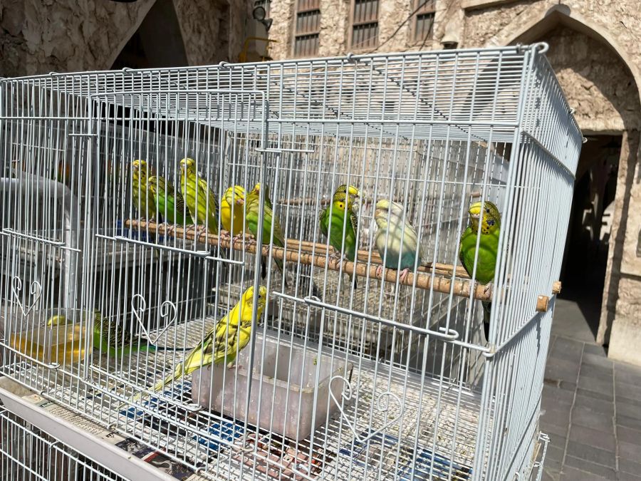 Farbenfrohe Papageien auf dem Basar in Doha.