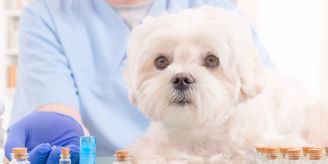 Vierbeiner verletzt - Diese sieben Globuli können Hunden helfen Vierbeiner verletzt - Diese sieben Globuli können Hunden helfen