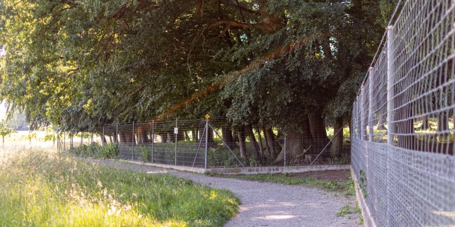 Ein Spazierweg entlang des Tierparks Waltenschwil. - Region Wohlen