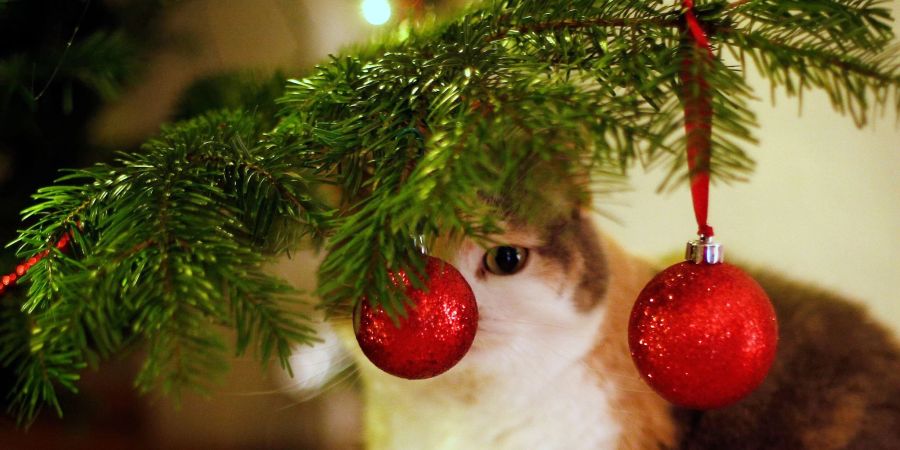Bunte, glitzernde Kugeln sind für die Katze faszinierend. Sie sollten nicht aus Glas sein, sonst können sie beim Anstupsen herunterfallen und zerspringen.