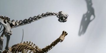 Europasaurus