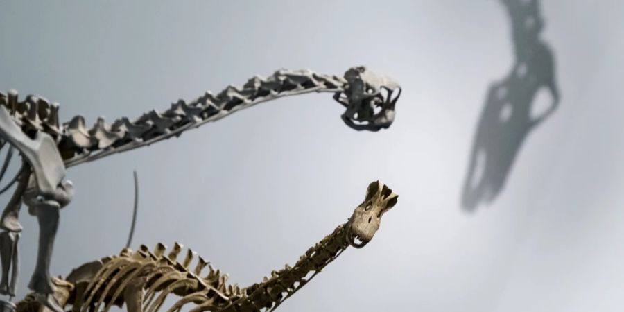 Europasaurus