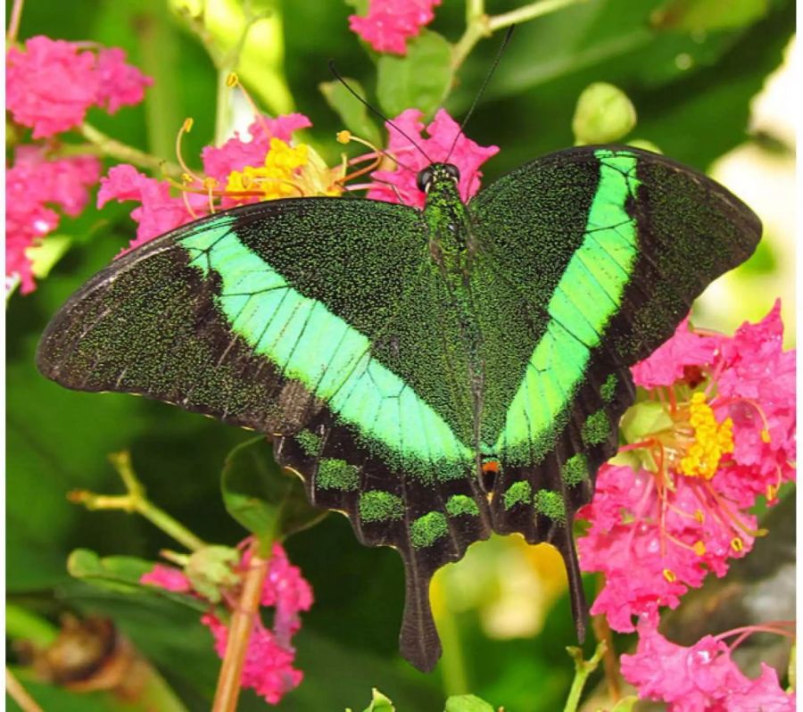 «Papilio palinurus» – oder auch der Neon-Schwalbenschwanz lebt in den tropischen Regenwäldern Südostasiens. Forscher der Universität in Exeter haben entdeckt, dass die Flügelschuppen gelbe und blaue Farbpigmente enthalten. Für uns sehen die Flügel jedoch grün aus.