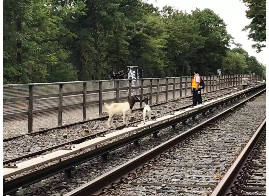 «Zwei sehr böse Jungs», schrieb der offizielle Twitter-Account der New Yorker U-Bahn mit einem Augenzwinkern zum Bild.