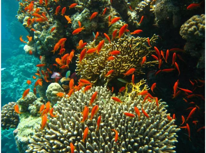 Korallen, wie hier in Ägypten, bieten Schutz und Nahrung für Fische. Doch ihre Artenvielfalt ist stark bedroht. Bild: Wikimedia Commons/ J. Hutsch Korallen, wie hier in Ägypten, bieten Schutz und Nahrung für Fische. Doch ihre Artenvielfalt ist stark bedroht. Bild: Wikimedia Commons/ J. Hutsch