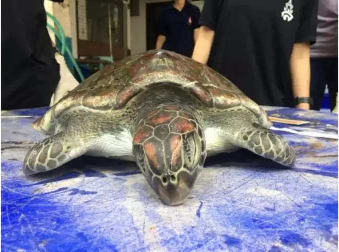 Meeresschildkrote In Thailand An Plastikmull Im Bauch Verendet