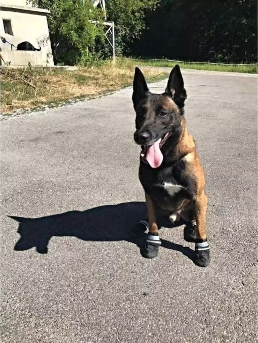 Dieser Polizeihund ist mit seinen Schutzschuhen bestens gerüstet für den heissen Asphalt.