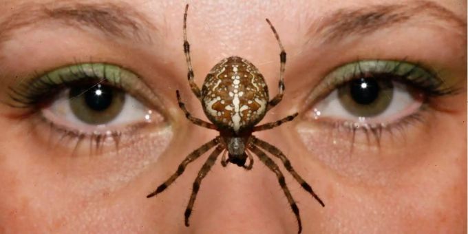 Angeborene Phobie - Schon Babys haben Angst vor Spinnen und Schlangen