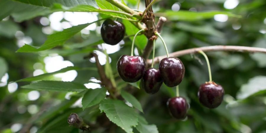 Vorteil 2: Kirschen sind kalorienarm. Auf 100g kommen nur 60 kcal. Zudem enthalten Kirschen viel Ballaststoff.