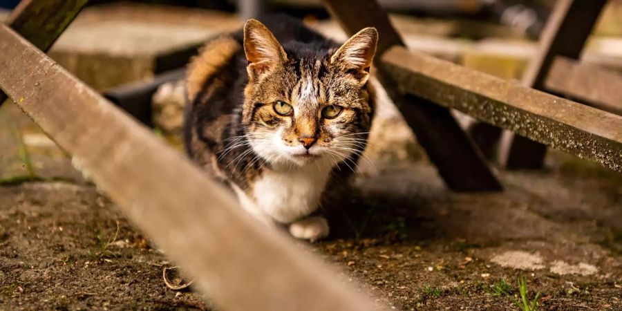 Die Katze ist tot. Die Besitzer mussten sie von ihrem Leiden erlösen.