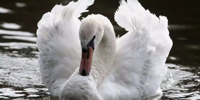 Der Schwan wurde mit dem Pfeil so schwer verletzt, dass er getötet werden musste. Der Schwan wurde mit dem Pfeil so schwer verletzt, dass er getötet werden musste.