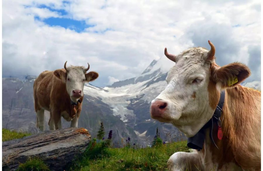 Weidende Rinder gehören ins Schweizer Landschaftsbild. Doch sie produzieren das Treibhausgas Methan – ihre Milch und ihr Fleisch schaden somit der Umwelt. Bildquelle: pxhere