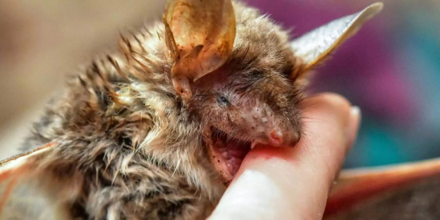 Das Schweizer Paar könnte sich wegen einer Fledermaus mit Tollwut angesteckt haben. (Symbolbild)