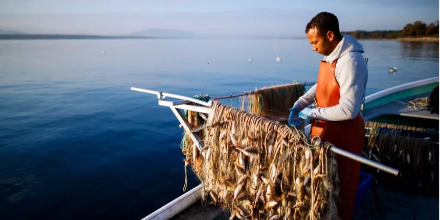 Fischer Jeremie Clerc fängt Fische aus dem Genfersee.