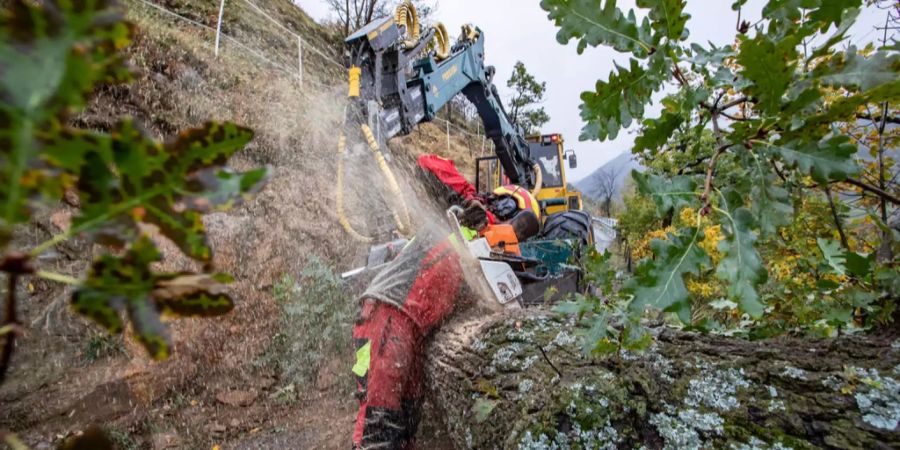 Ein Forstmitarbeiter sägt einen Baum.