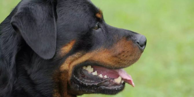 Rottweiler Kind Angriff