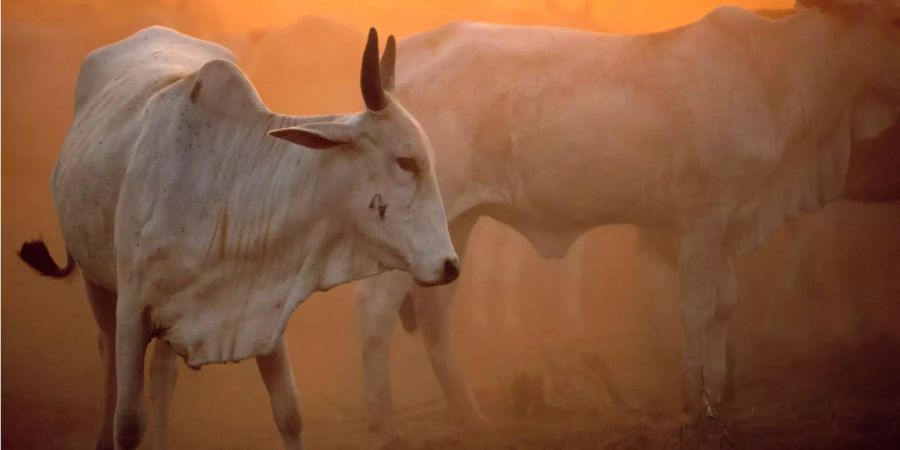 Brahman im staubigen Sonnenuntergang im Pantanal, Brasilien.