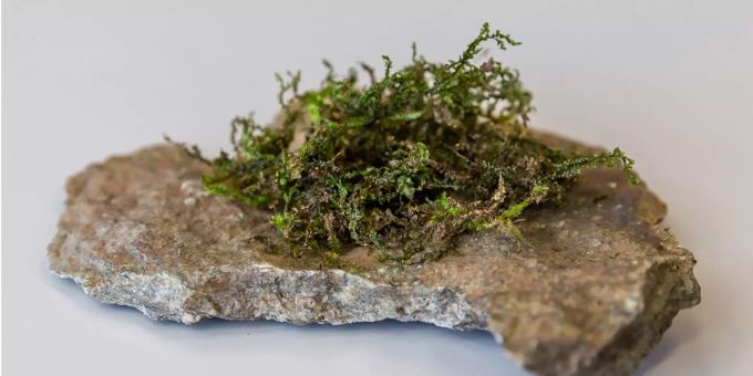 Forscher an Uni Bern - Japanisches Moos berauscht fast wie Gras!