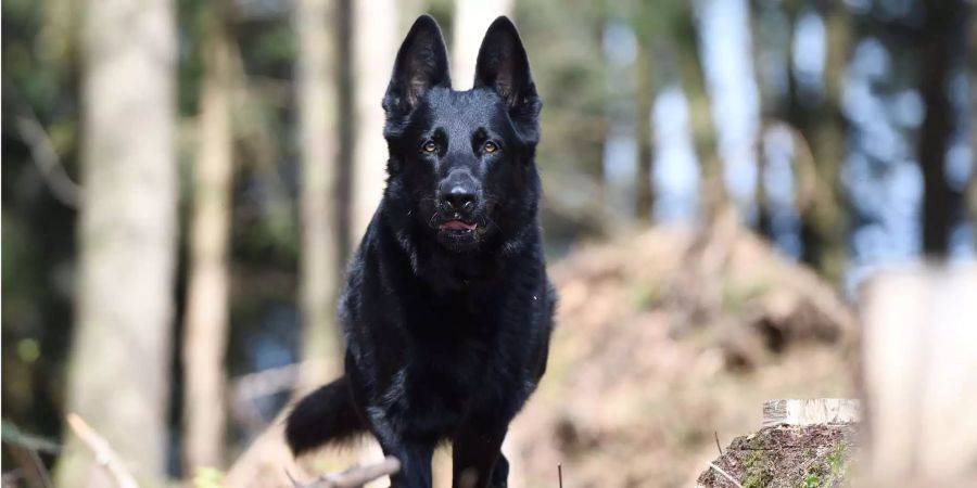 Polizeihund «Wyk» im Wald.