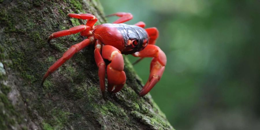 Eine Weihnachtsinsel-Krabbe (Gecarcoidea natalis), auch Rote Landkrabbe genannt, klettert auf einem Baum.