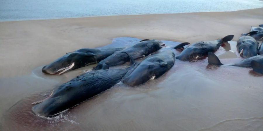 2009 strandeten bereits mehrere Dutzend Wale in Australien.