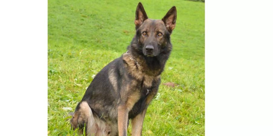 Polizeihund Quando sitzt im Gras.