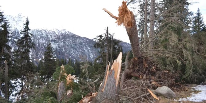 Ein Baum wurde von starken Winden im Graubünden gefällt.