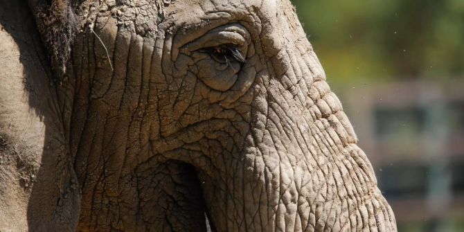 Ein Afrikanischer Elefant im Zoo.