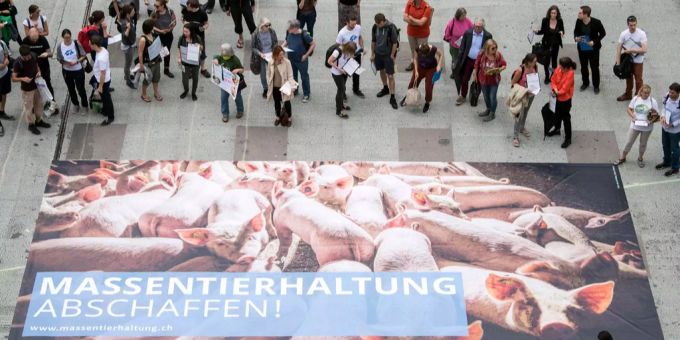 Sicht auf ein Plakat mit Mastschweinen bei der Lancierung der eidgenössischen Initiative «Keine Massentierhaltung in der Schweiz». Massentierhaltung