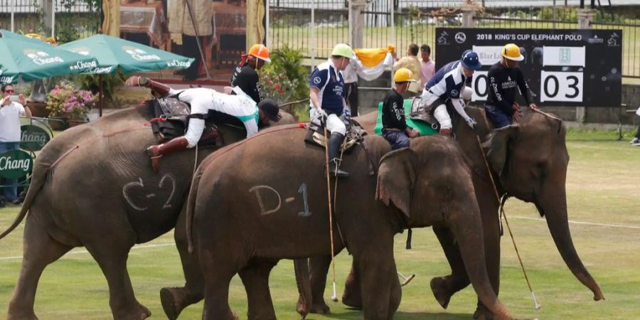 Mehrere Spieler sitzen in Thailand für Polo auf Elefanten.