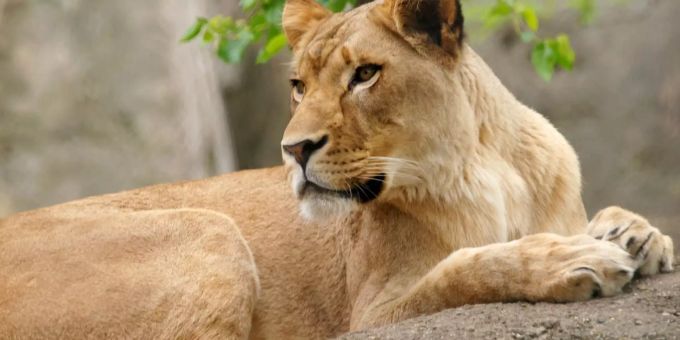Dieses undatierte Foto des Indianapolis Zoo zeigt die Löwin «Zuri» in einem Gehege im Zoo. Die Löwin hat den Vater ihrer drei Jungen getötet. Löwin Zuri hatte ihren Partner Nyack im gemeinsamen Gehege attackiert und in den Nacken gebissen, wie der Zoo in Indianapolis mitteilte. Dieses undatierte Foto des Indianapolis Zoo zeigt die Löwin «Zuri» in einem Gehege im Zoo. Die Löwin hat den Vater ihrer drei Jungen getötet. Löwin Zuri hatte ihren Partner Nyack im gemeinsamen Gehege attackiert und in den Nacken gebissen, wie der Zoo in Indianapolis mitteilte.