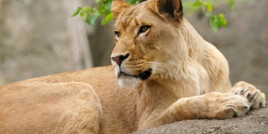 Dieses undatierte Foto des Indianapolis Zoo zeigt die Löwin «Zuri» in einem Gehege im Zoo. Die Löwin hat den Vater ihrer drei Jungen getötet. Löwin Zuri hatte ihren Partner Nyack im gemeinsamen Gehege attackiert und in den Nacken gebissen, wie der Zoo in Indianapolis mitteilte.