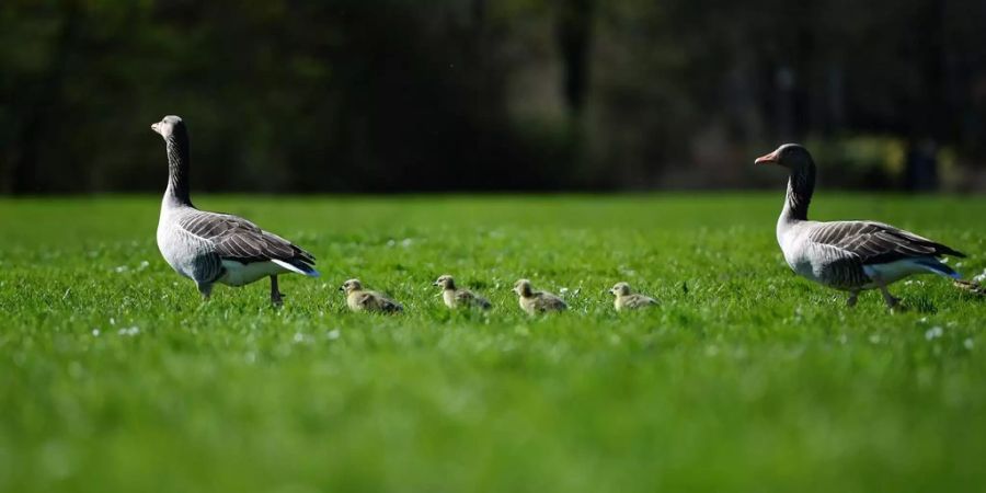 Zwei Gänse mit ihren Kücken