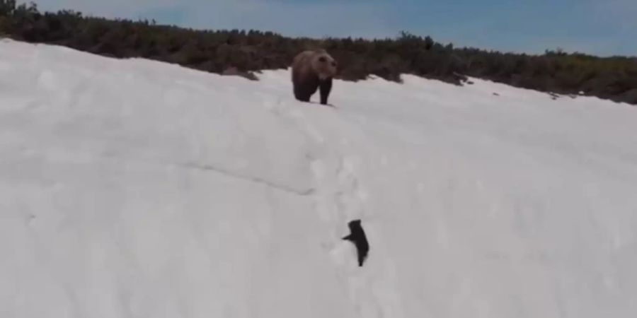 Der kleine Bär kämpft ums Überleben.