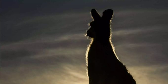 Eine Silhouette eines Kängurus in Canberra. Eine Silhouette eines Kängurus in Canberra.