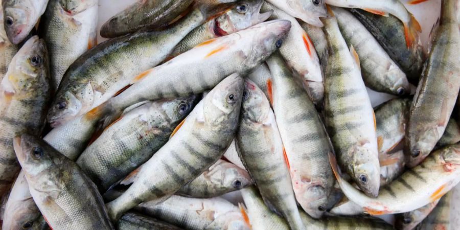 Egli liegen im Boot eines Fischers.