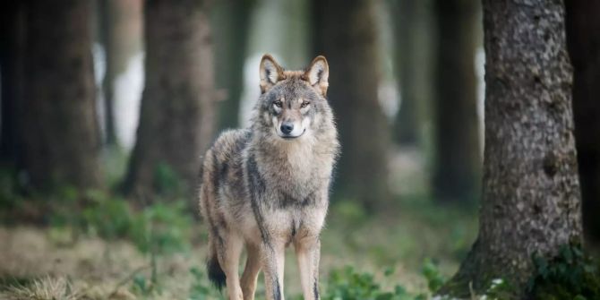 Ein Wolf (Canis Lupus Lupus) steht in einem Gehege.